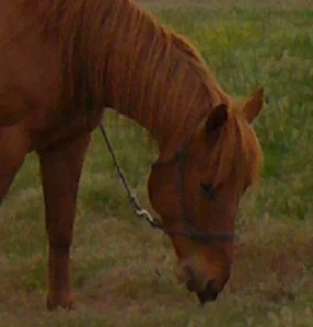 Horse Grazing