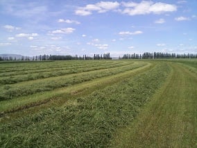 Hay Harvested