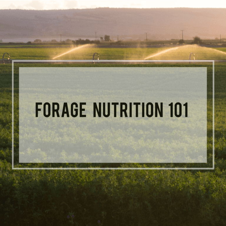 Forage Nutrition